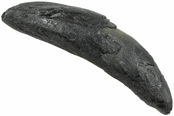 Fossil Pygmy Sperm Whale (Kogiopsis) Tooth - South Carolina #231846